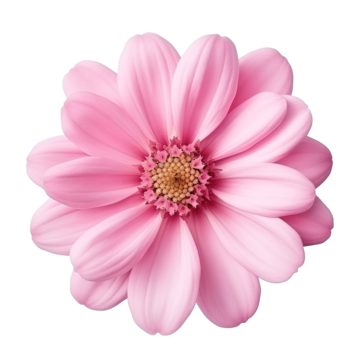 pngtree-simple-pink-flower-png-image_11607032.png